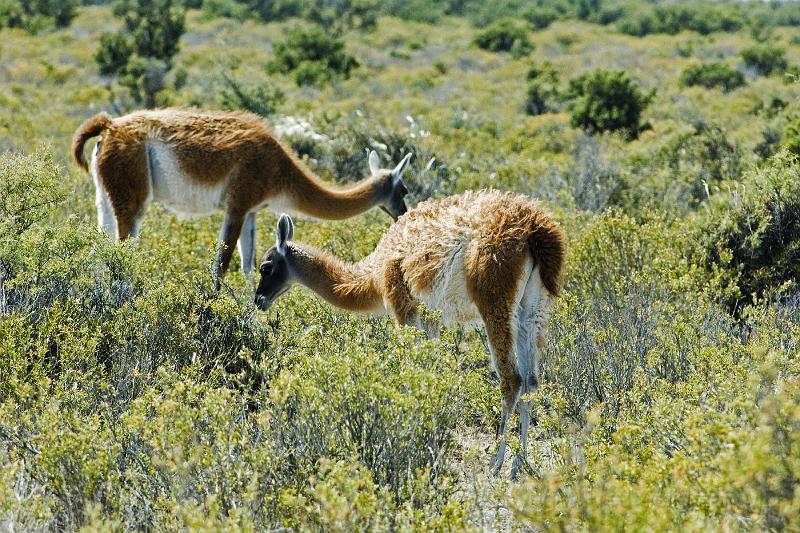 20071209 101347 D2X 4200x2800.jpg - Guanaco(s) [woolier llamas], Puerto Madryn